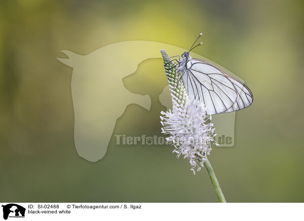 Baumweiling / black-veined white / SI-02488