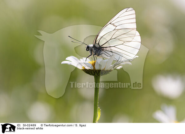 Baumweiling / black-veined white / SI-02489