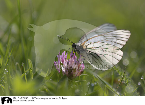 Baumweiling / black-veined white / SI-02490