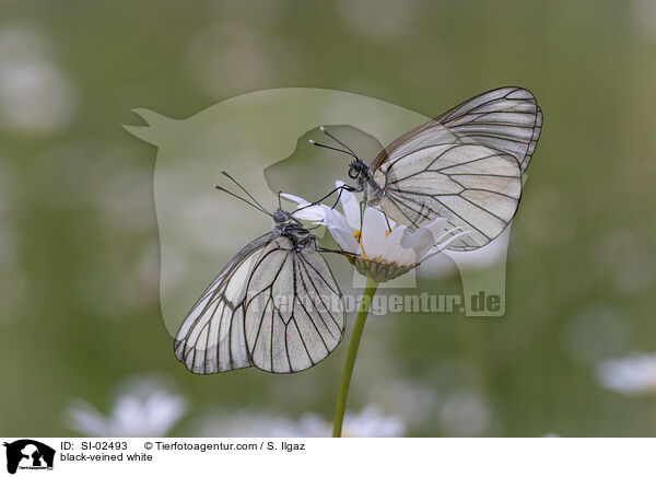 Baumweiling / black-veined white / SI-02493