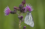 black-veined white