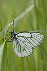 black-veined white