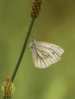 black-veined white