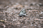 black-veined white