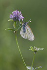 black-veined white