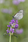 black-veined white