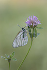 black-veined white