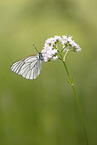 black-veined white