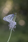 black-veined white