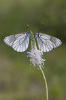 black-veined white