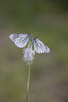 black-veined white