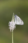 black-veined white