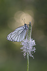 black-veined white