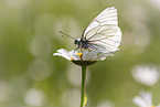 black-veined white