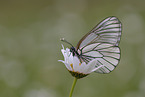 black-veined white