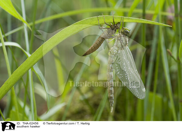 Blaugrne Mosaikjungfer / southern hawker / THA-02456