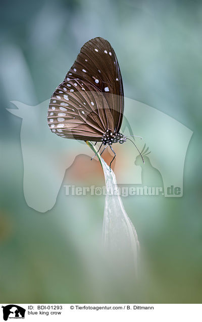 Euploea klugii / blue king crow / BDI-01293
