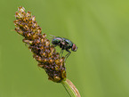 Bluebottle