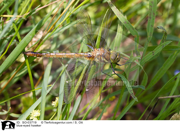 blue-eyed hawker / SO-03719