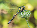 blue-eyed hawker