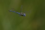 blue-eyed hawker