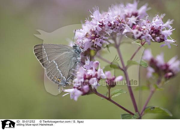 sitting blue-spot Hairstreak / SI-01252