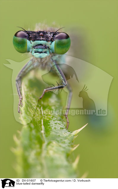 blue-tailed damselfly / DV-01607