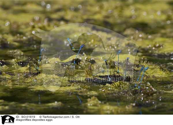 Groe Pechlibellen bei der Eiablage / dragonlflies deposites eggs / SO-01819