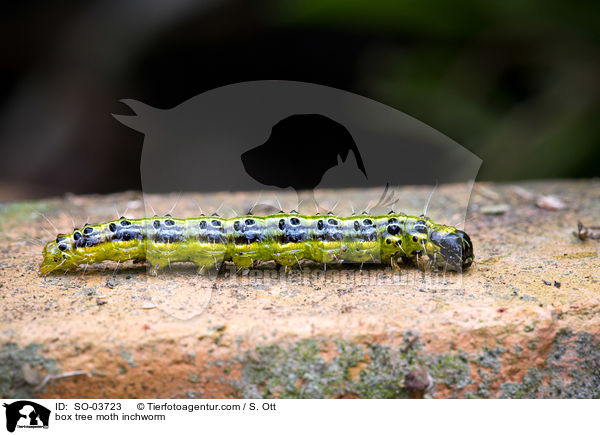 Buchsbaumznsler Raupe / box tree moth inchworm / SO-03723