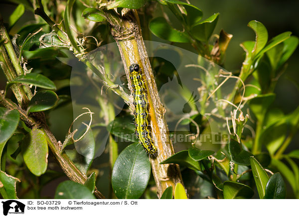 Buchsbaumznsler Raupe / box tree moth inchworm / SO-03729