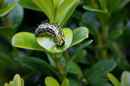box tree moth inchworm