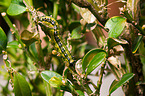 box tree moth inchworm