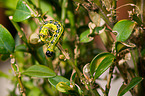 box tree moth inchworm