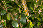 box tree moth inchworm