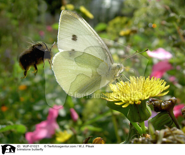 Zitronenfalter / brimstone butterfly / WJP-01021