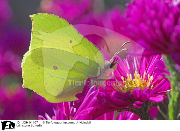 Zitronenfalter / brimstone butterfly / JOH-01167