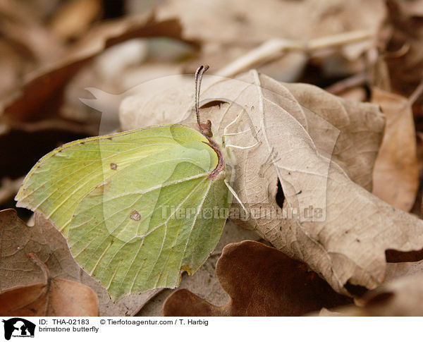 Zitronenfalter / brimstone butterfly / THA-02183
