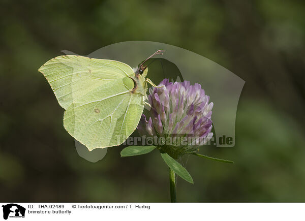 Zitronenfalter / brimstone butterfly / THA-02489