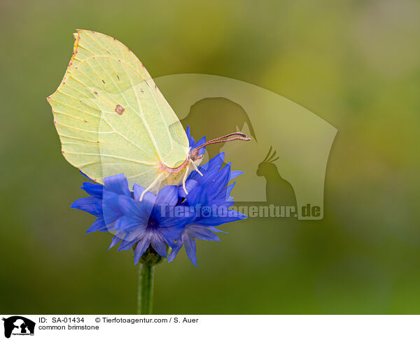 Zitronenfalter / common brimstone / SA-01434