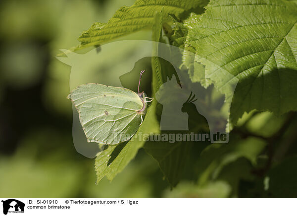 Zitronenfalter / common brimstone / SI-01910
