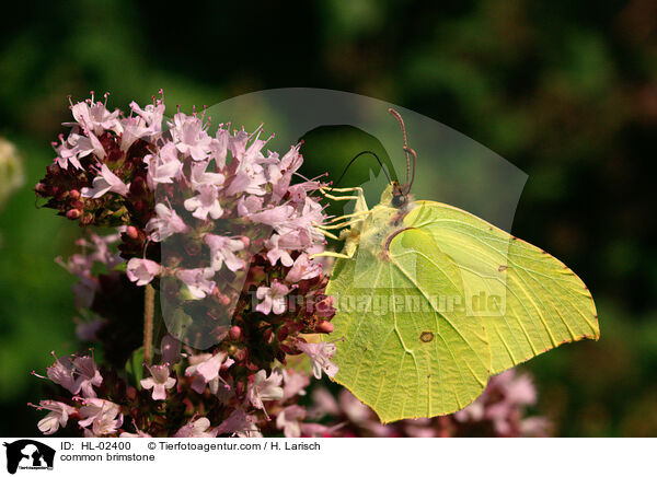 Zitronenfalter / common brimstone / HL-02400