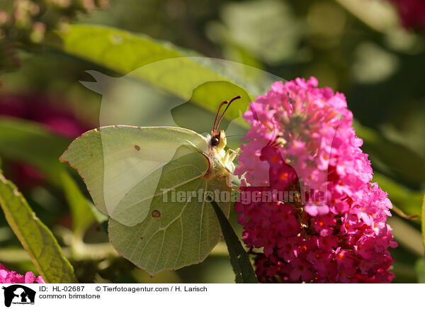 Zitronenfalter / common brimstone / HL-02687