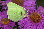 brimstone butterfly