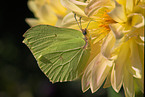 brimstone butterfly
