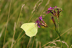 brimstone