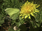 common brimstone