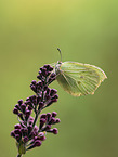 common brimstone