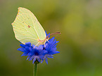 common brimstone