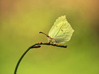 Brimstone Butterfly