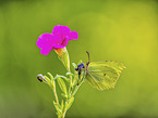 Brimstone Butterfly